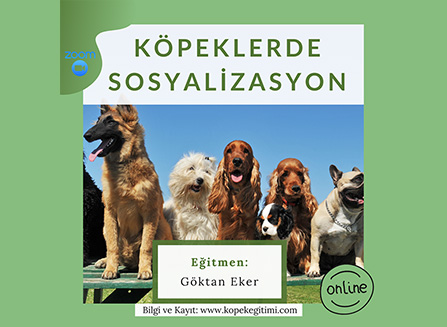 Köpeklerde Sosyalizasyon