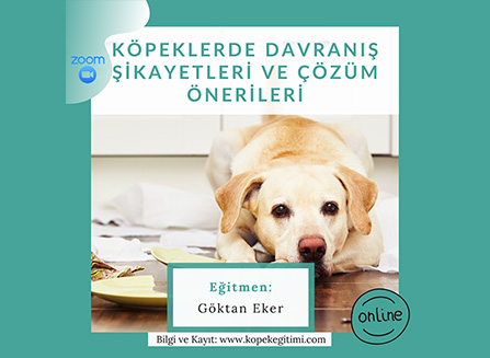 Köpeklerde Davranış Şikâyetleri ve Çözüm Önerileri