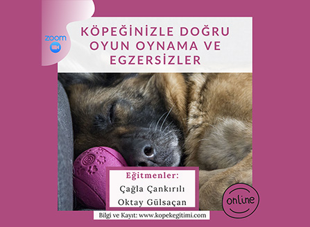 Köpeğinizle Doğru Oyun Oynama ve Egzersizler