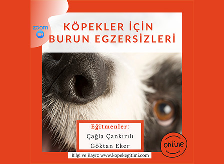 Köpekler İçin Burun Egzersizleri