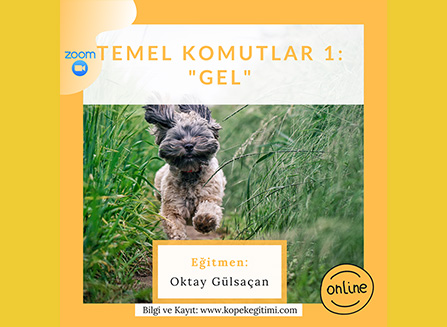 Temel Komutlar 1: “Gel”