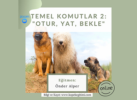 Temel Komutlar 2: “Otur, Yat, Bekle”