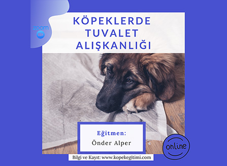 Köpeklerde Tuvalet Alışkanlığı