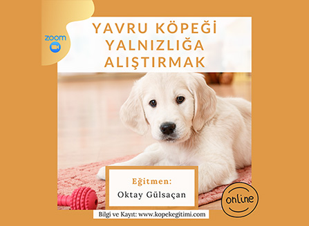 Yavru Köpeği Yalnızlığa Alıştırma