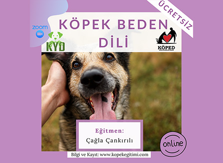 Köpek Beden Dili