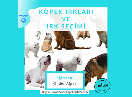 Köpek Irkları ve Irk Seçimi