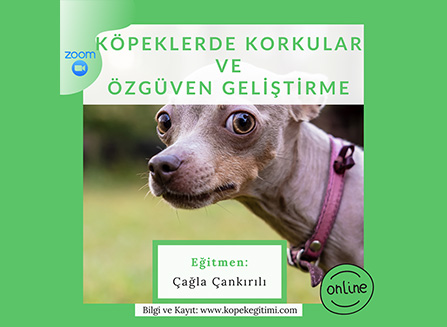 Köpeklerde Korkular ve Özgüven Geliştirme