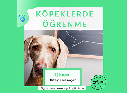 Köpeklerde Öğrenme