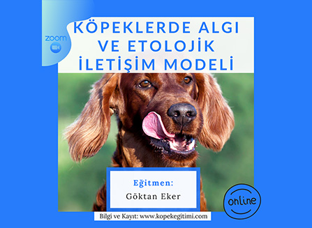 Köpeklerde Algı ve Etolojik İletişim Modeli