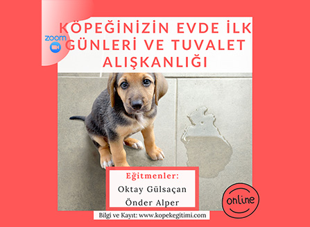 Köpeğin Evde İlk Günleri